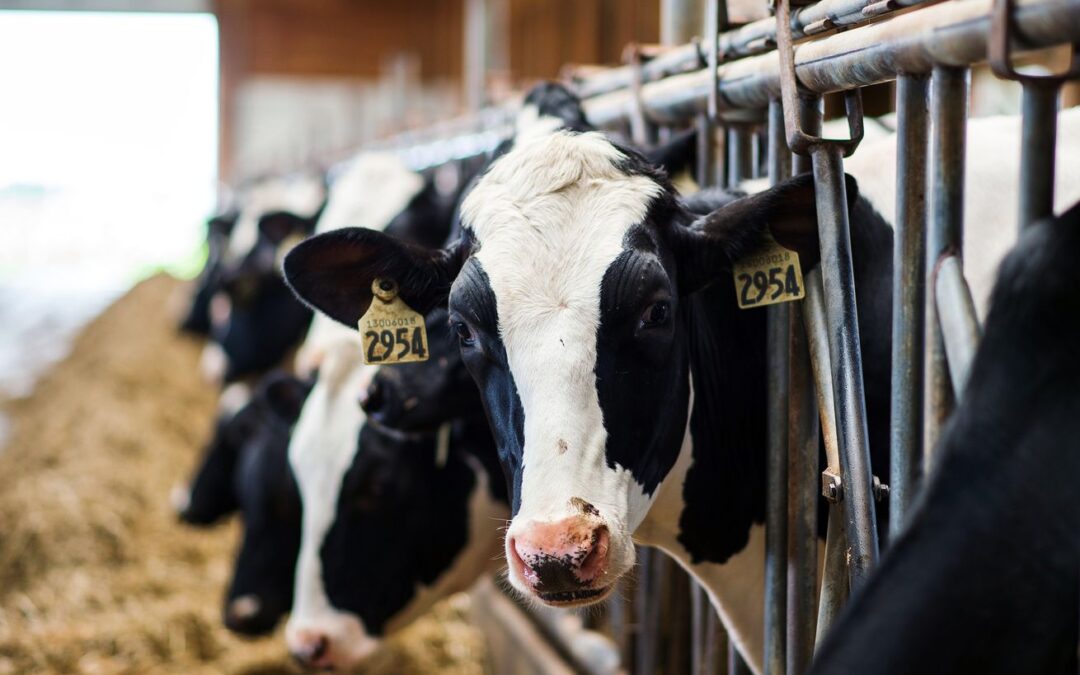 The dairy industry really, really doesn’t want you to say “bird flu in cows”