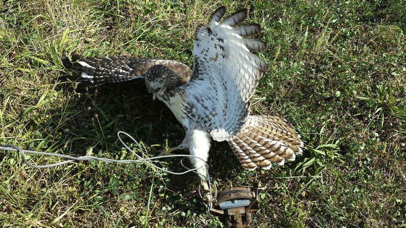 A hawk on grassy ground with its wings spread and mouth open because its foot is caught in a snare.