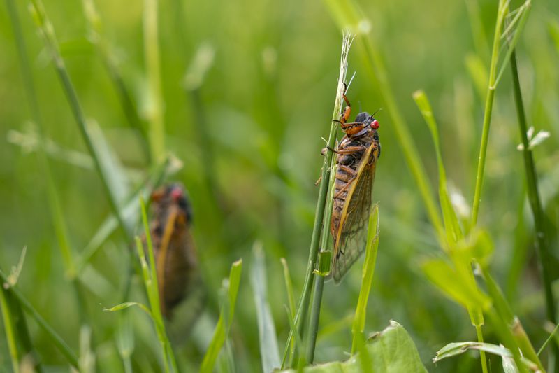 Two cicadas on separate stems of a green plant.