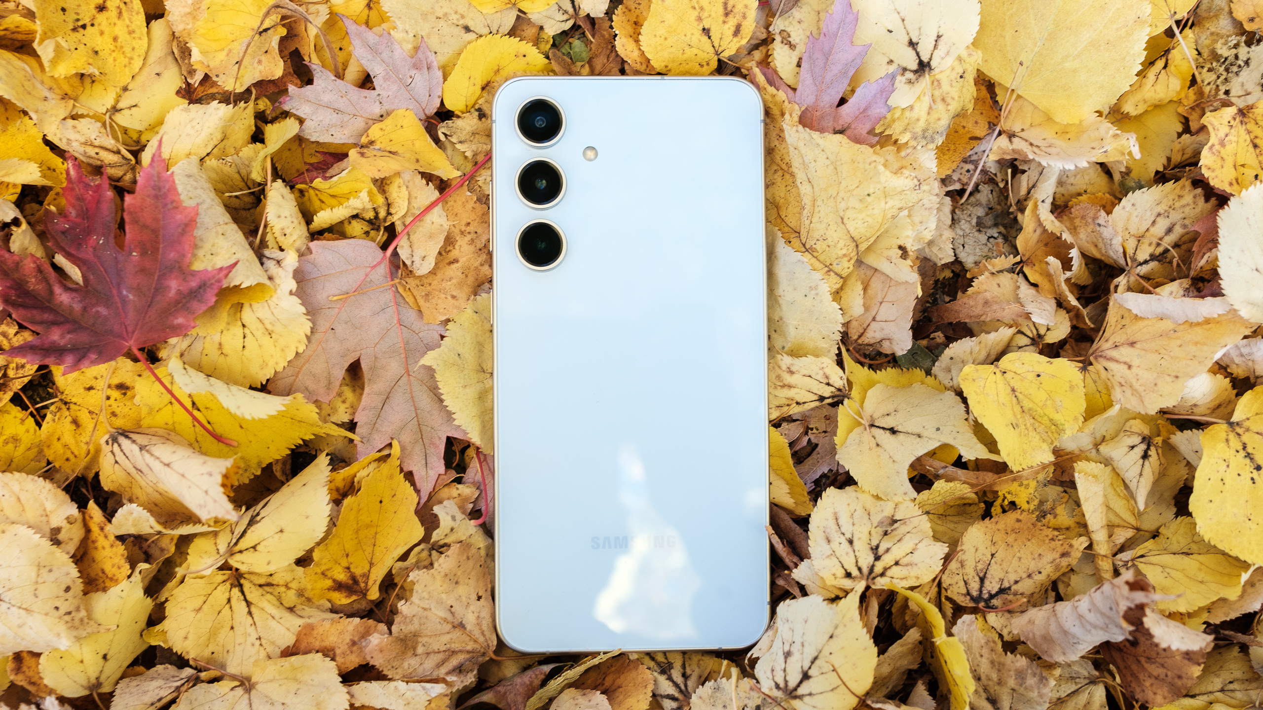 A blue Galaxy S24 FE sits on a pile of red maple tree leaves with the concrete sidewalk below. 