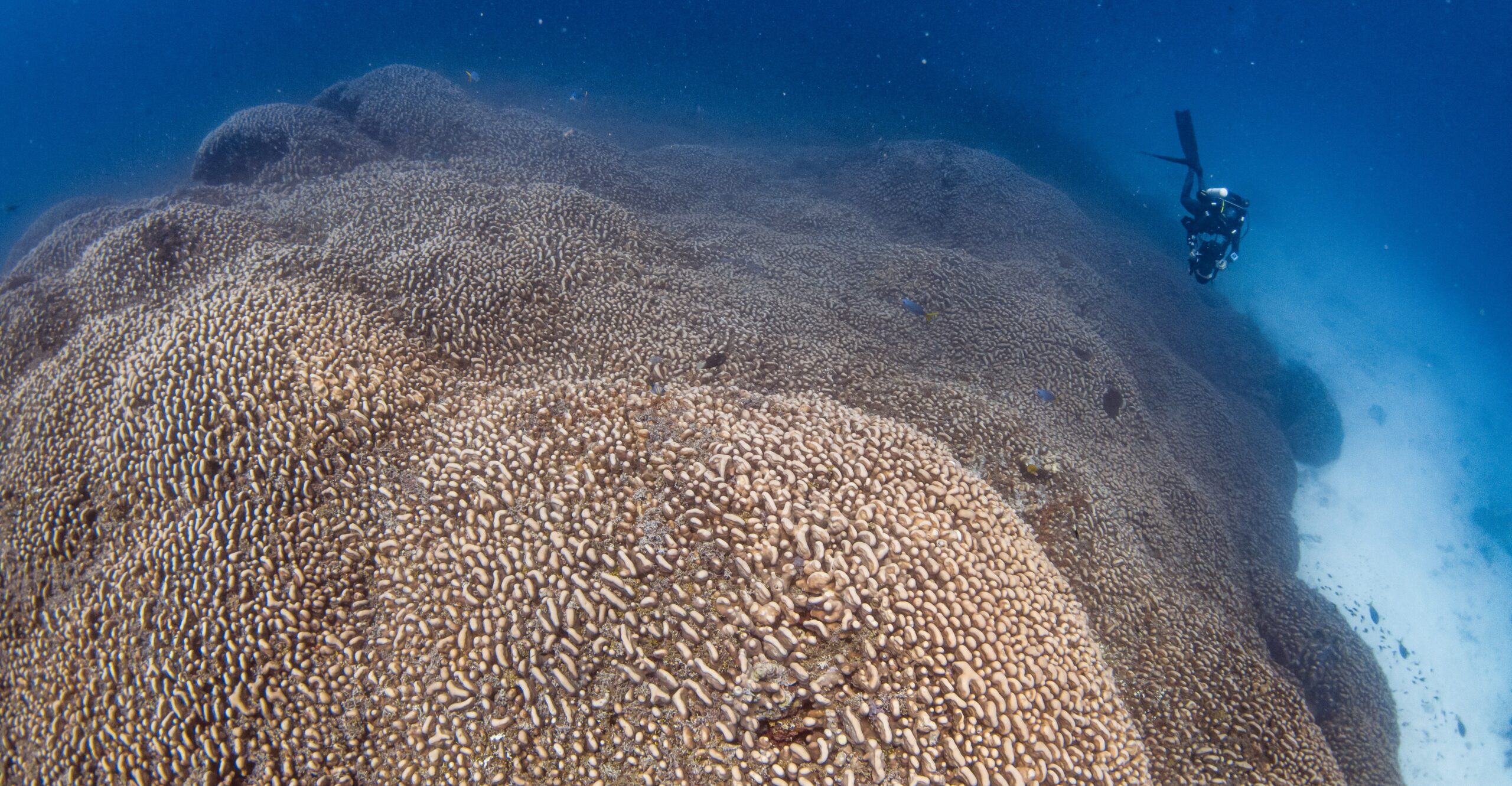 A huge mound of coral underwater, with a scuba diver looking small beside it.