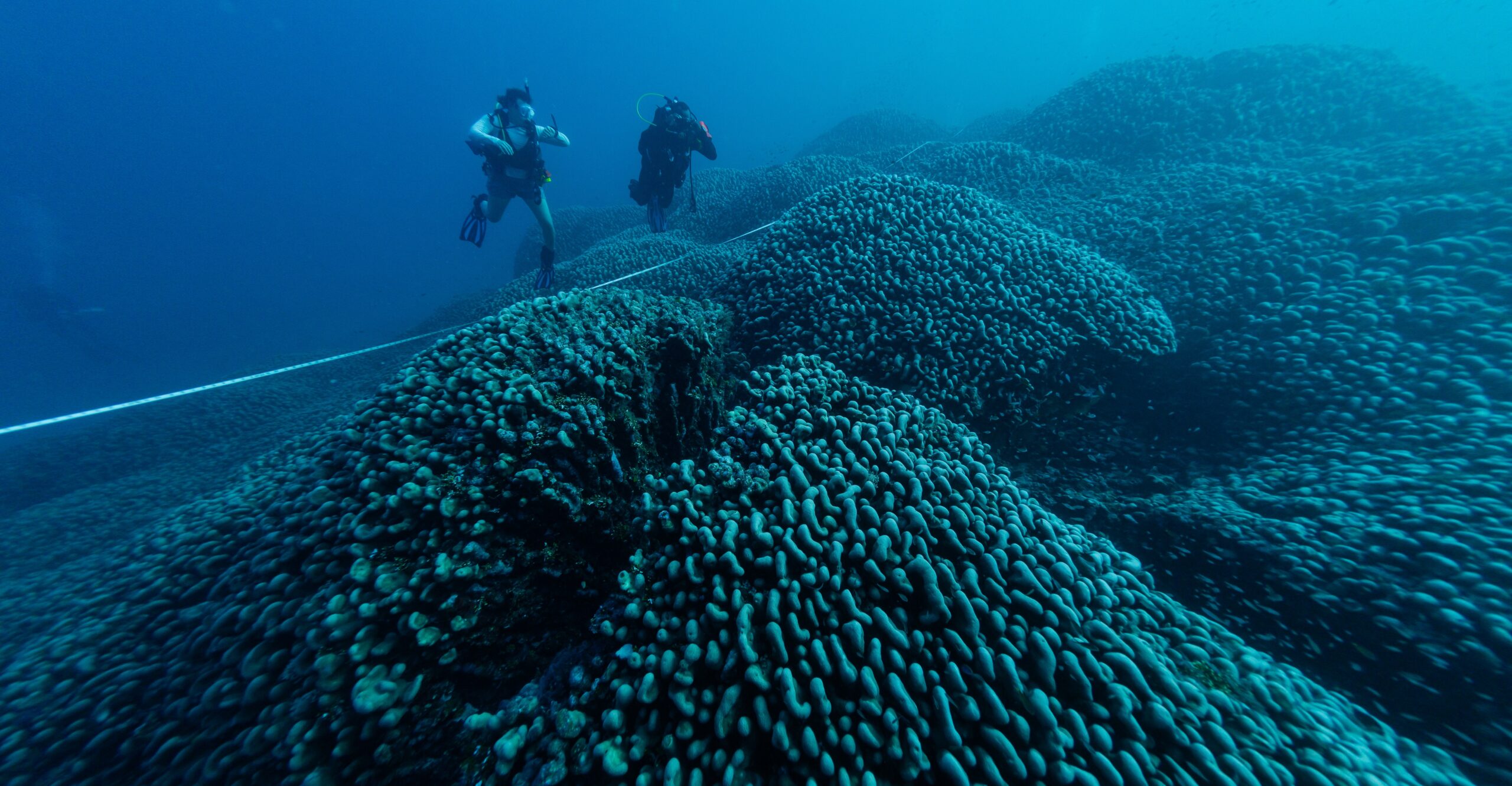 Two scuba divers and a long measuring tape underwater above a large coral mound.