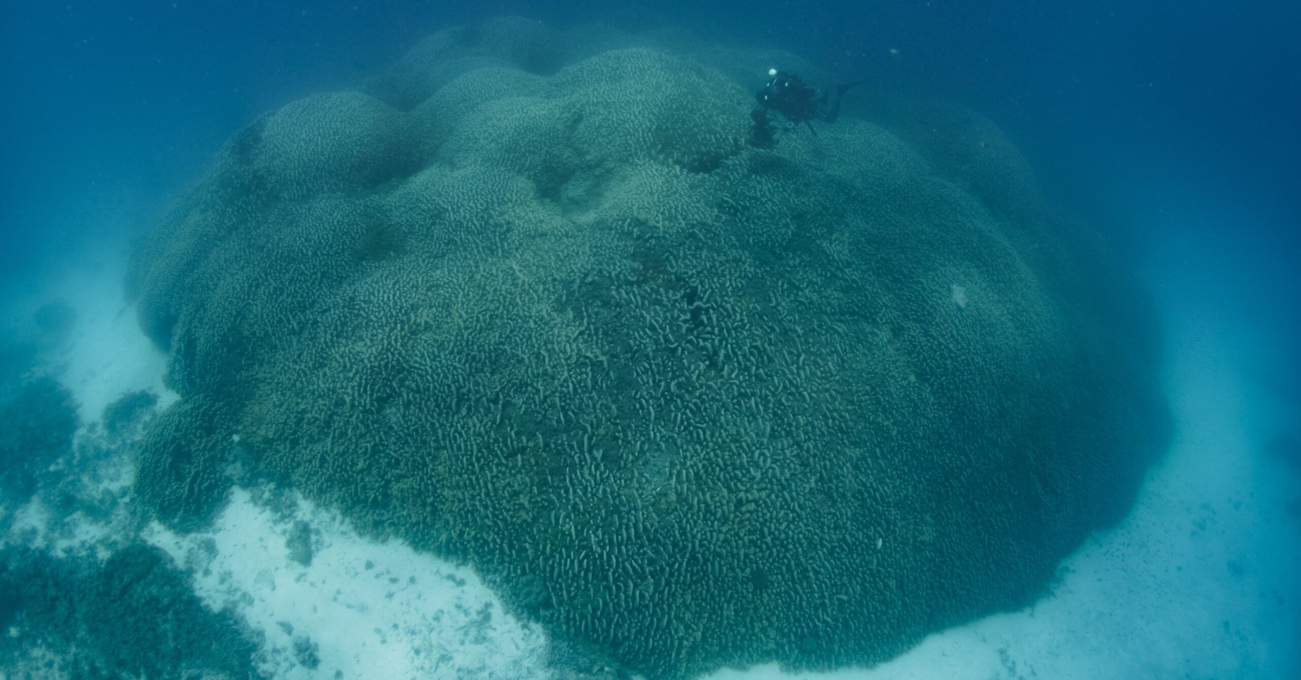 A large underwater mound with a scuba diver looking small swimming above it.