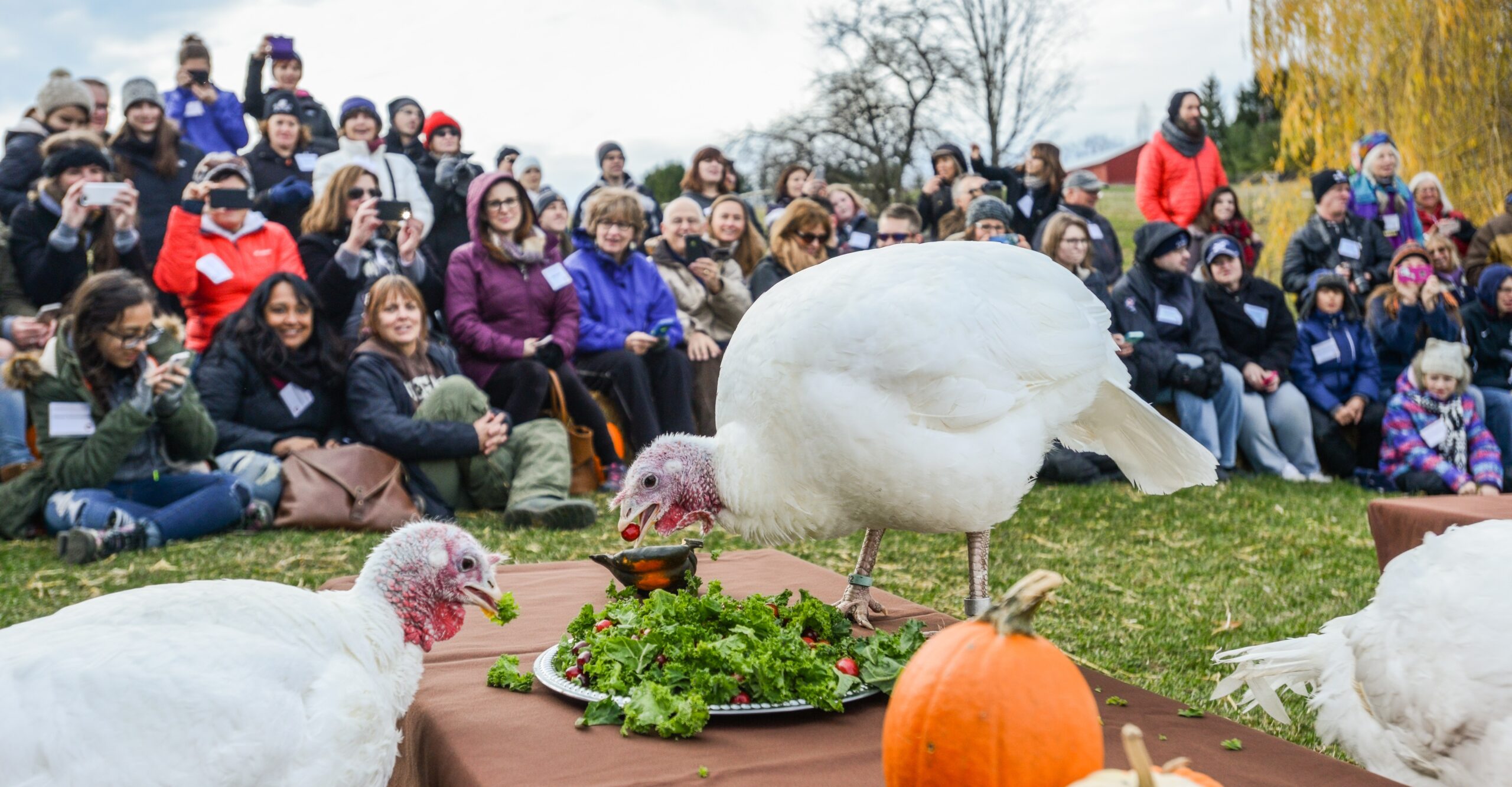 Two turkeys eat greens and cranberries off of a Thanksgiving table outdoors surrounded by a human crowd