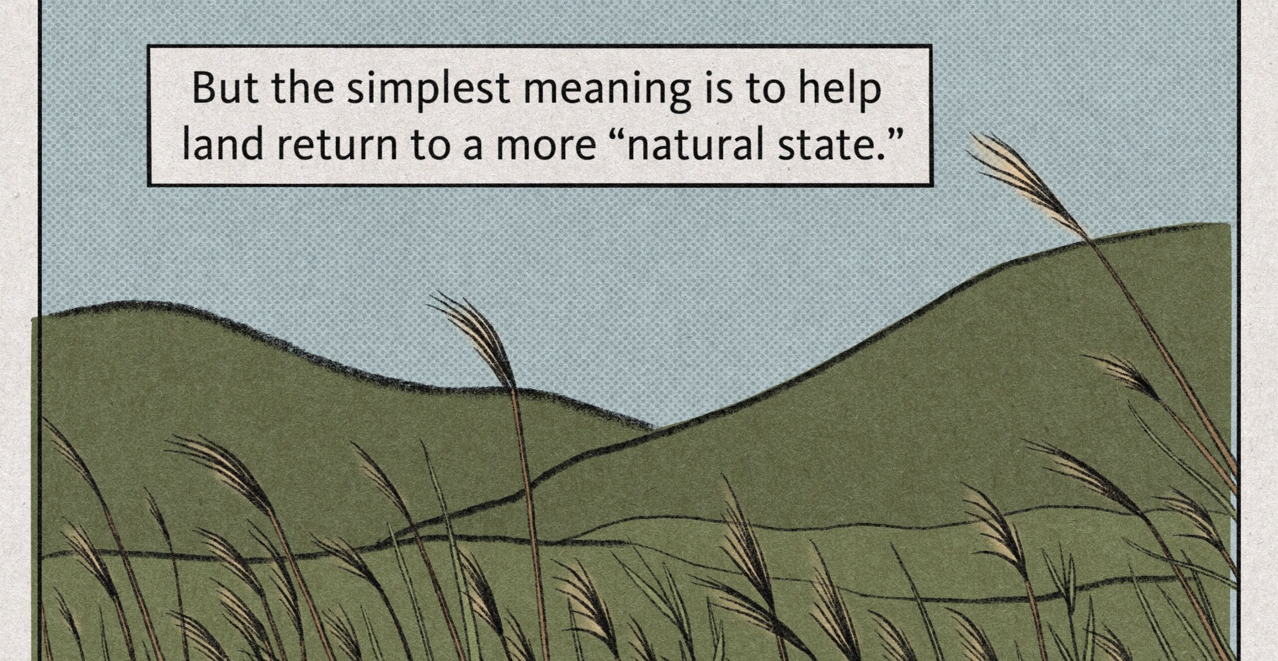 Image: A landscape with native grass. Text: The definition of rewilding is pretty broad, and can mean different things in different contexts. But the simplest meaning is to help land return to a more “natural state.” Landscapes are always evolving, but the idea is to undo the damage that post-industrial human intervention has had on the environment.