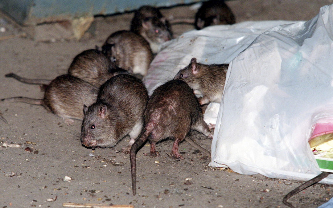 Get ready: Your city’s rat problem is likely going to get a lot worse