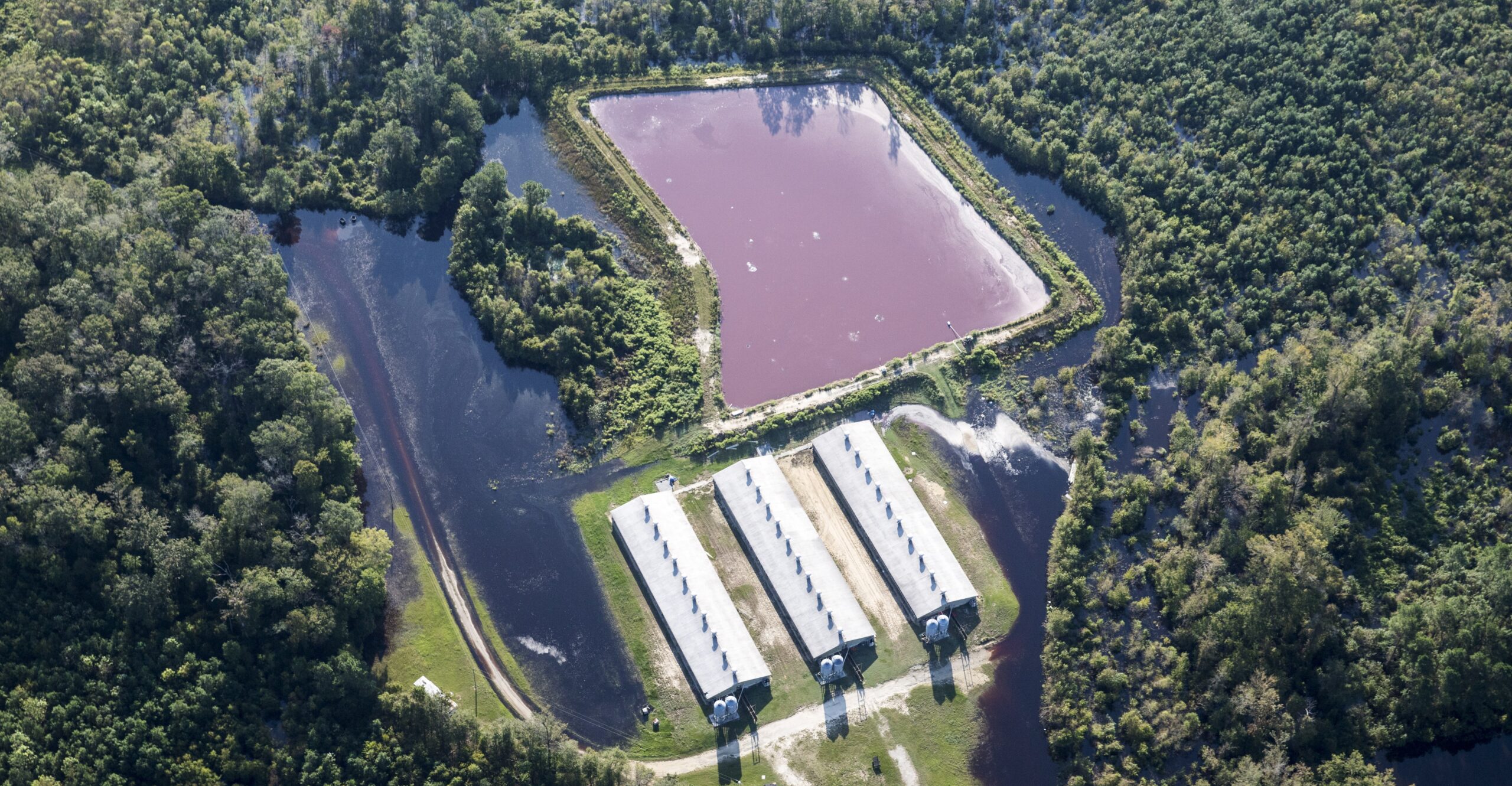  North Carolina hog farm’s manure pit overflowed after Hurricane Florence