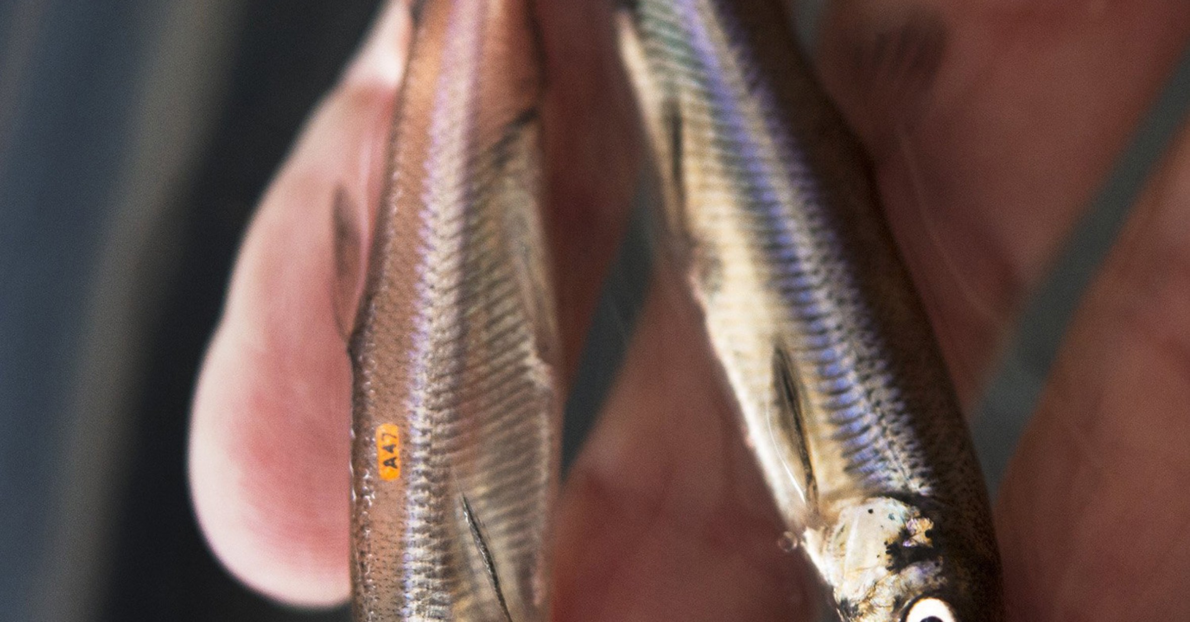 A hand holds a container filled with water and several small silver fish.