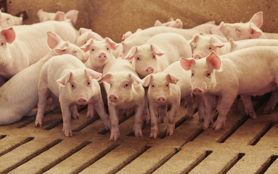 How factory farming took over America — and why it isn’t going away anytime soon