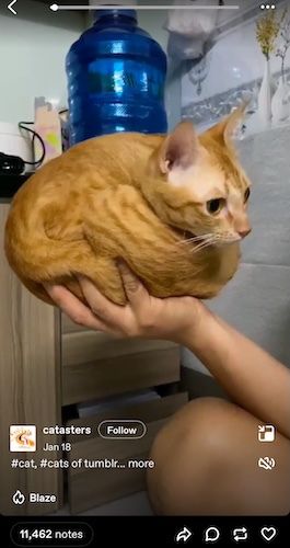 Screenshot of a person holding a cat in a Tumblr TV video.