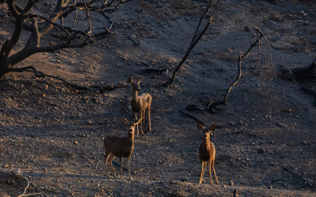 Wildfires impact wildlife and pets, too. Here’s how you can help them.