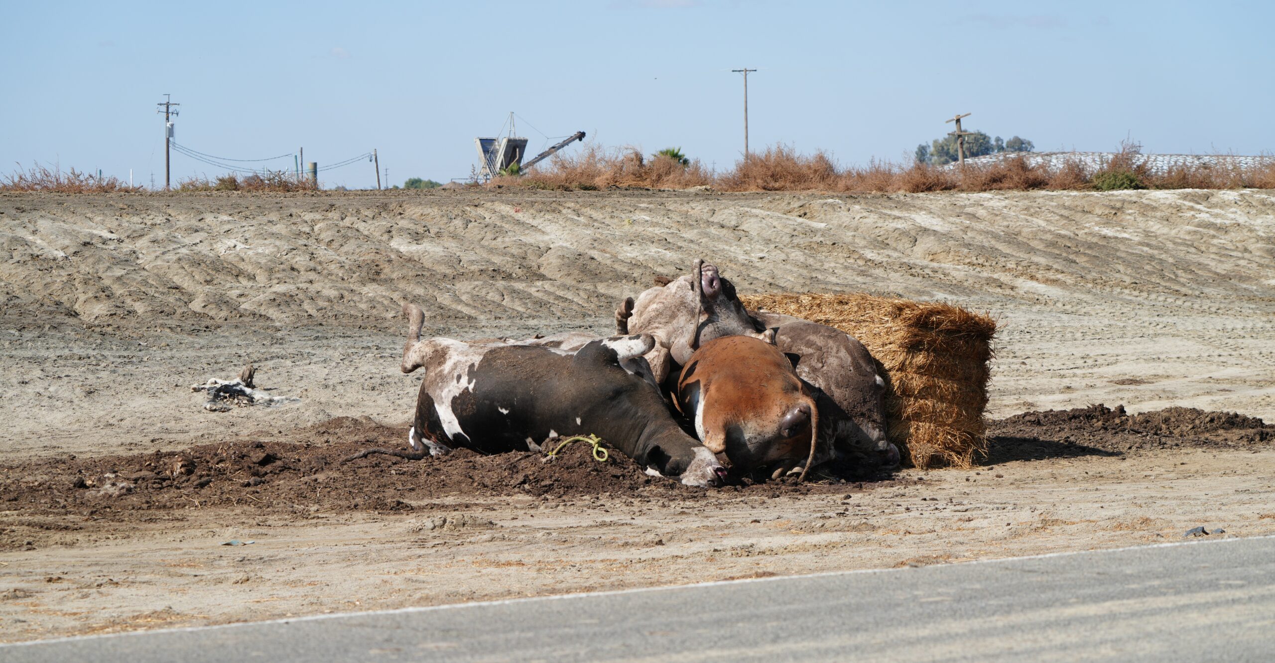 A pile of dead cows