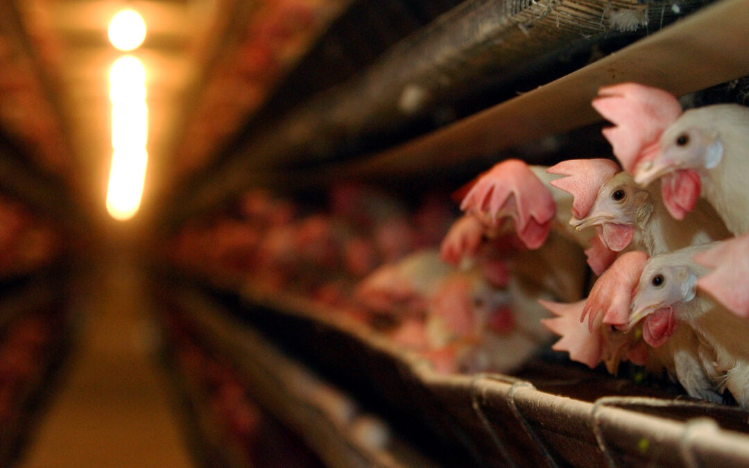 One state’s flawed, desperate new plan to fix its egg shortage