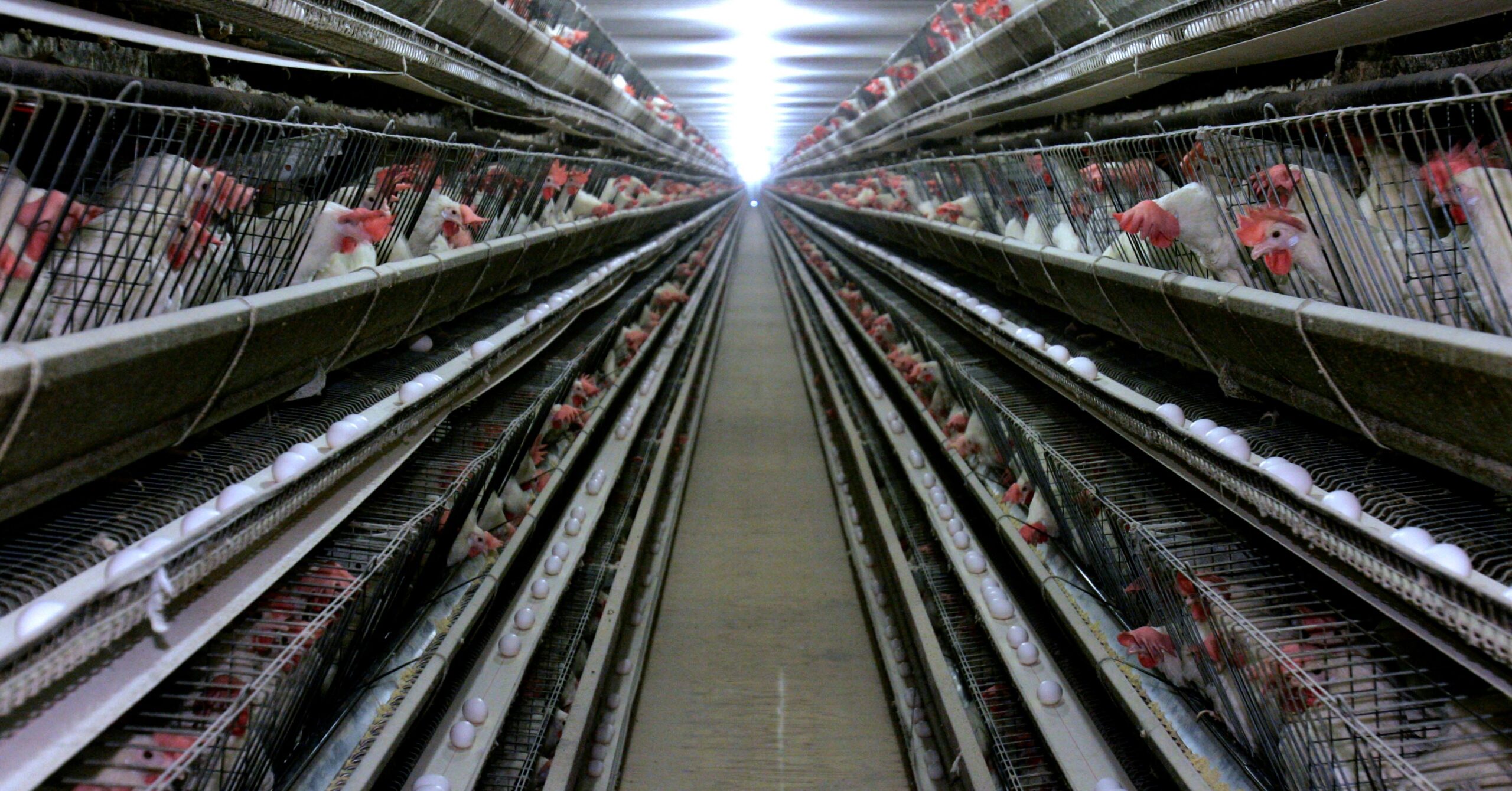 Chickens on a commercial egg farm