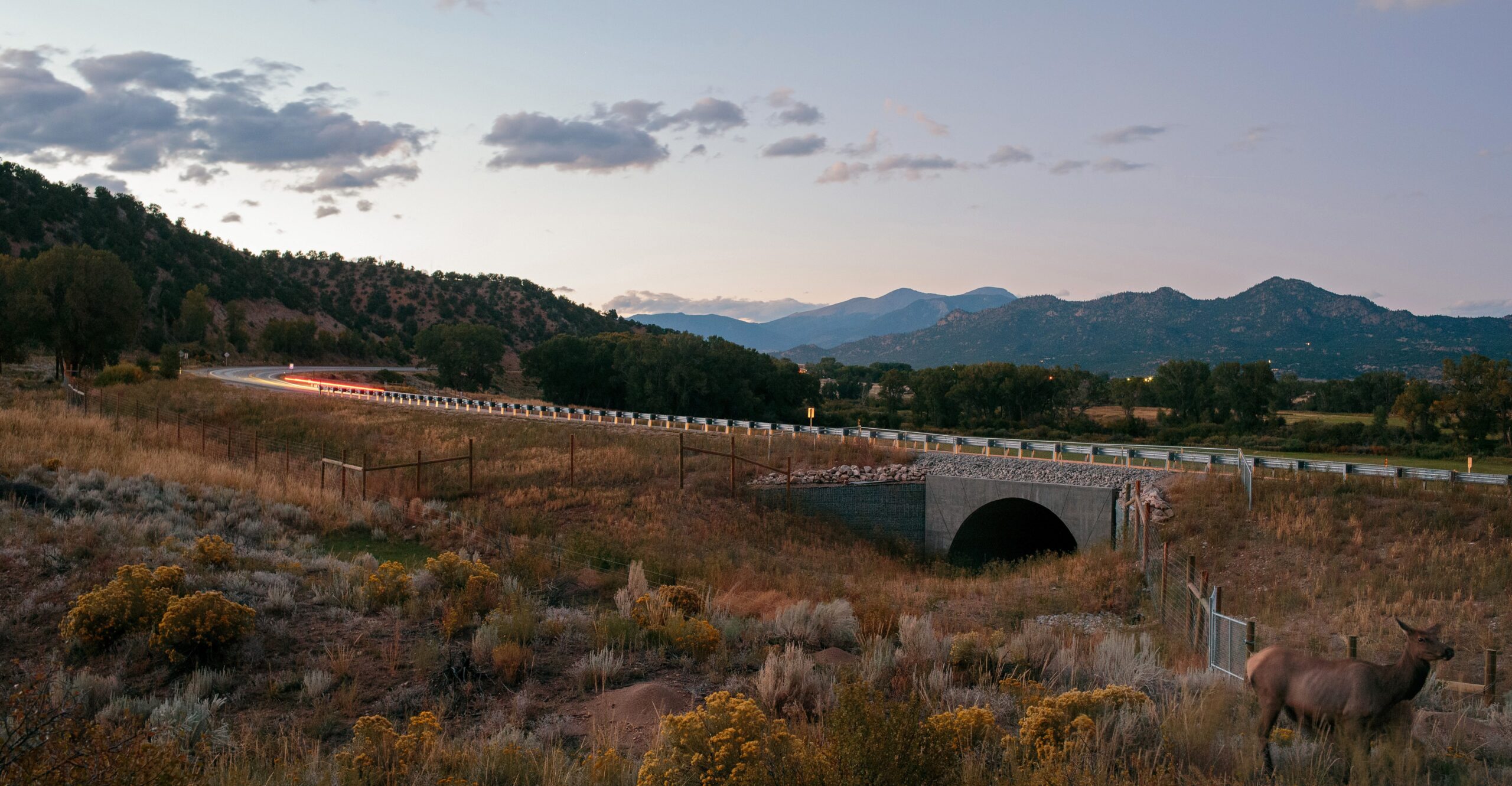 Two elk stand by the road as traffic moves over a large underground crossing structure