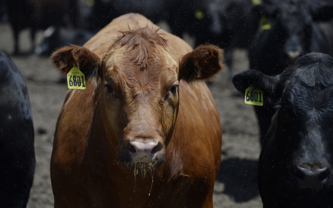 A newly surfaced document reveals the beef industry’s secret climate plan