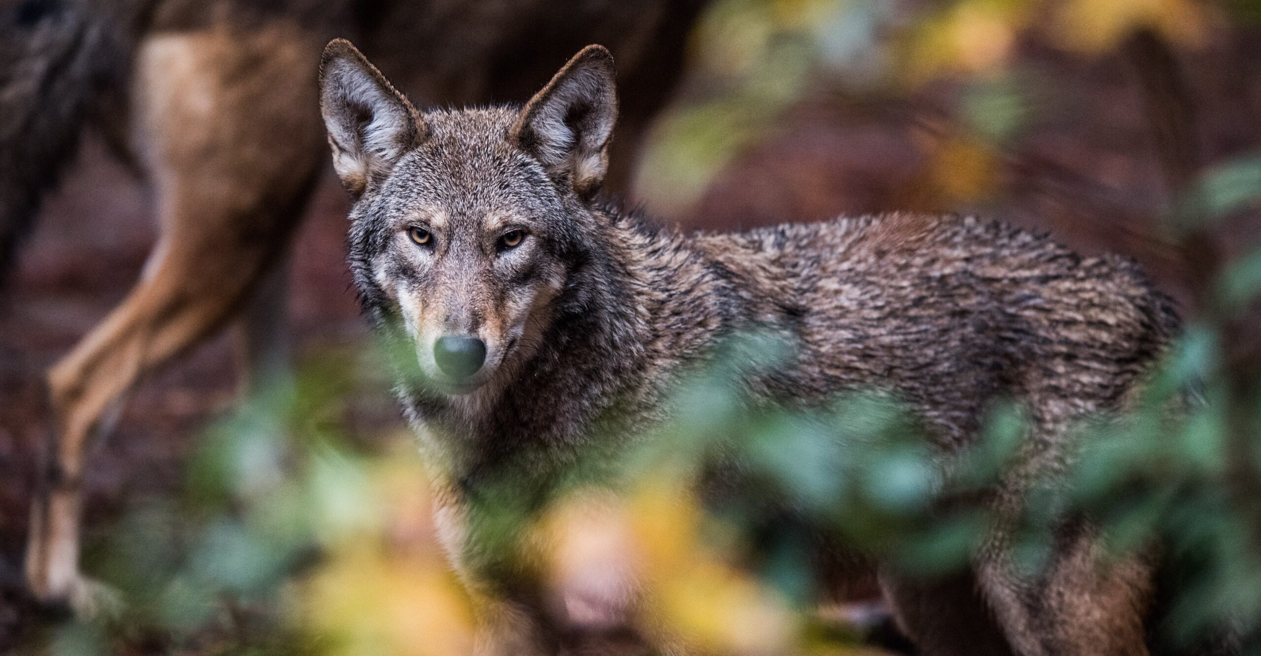 Red wolves are seen at a refuge event in Durham, North Carolina.