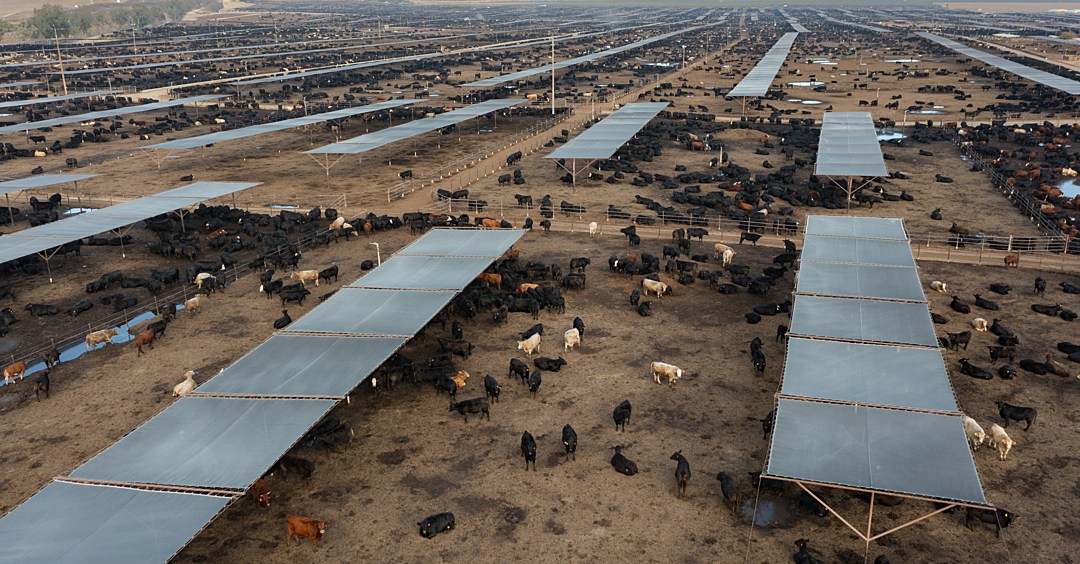 A photo of thousands cows roaming around in a massive feedlot.