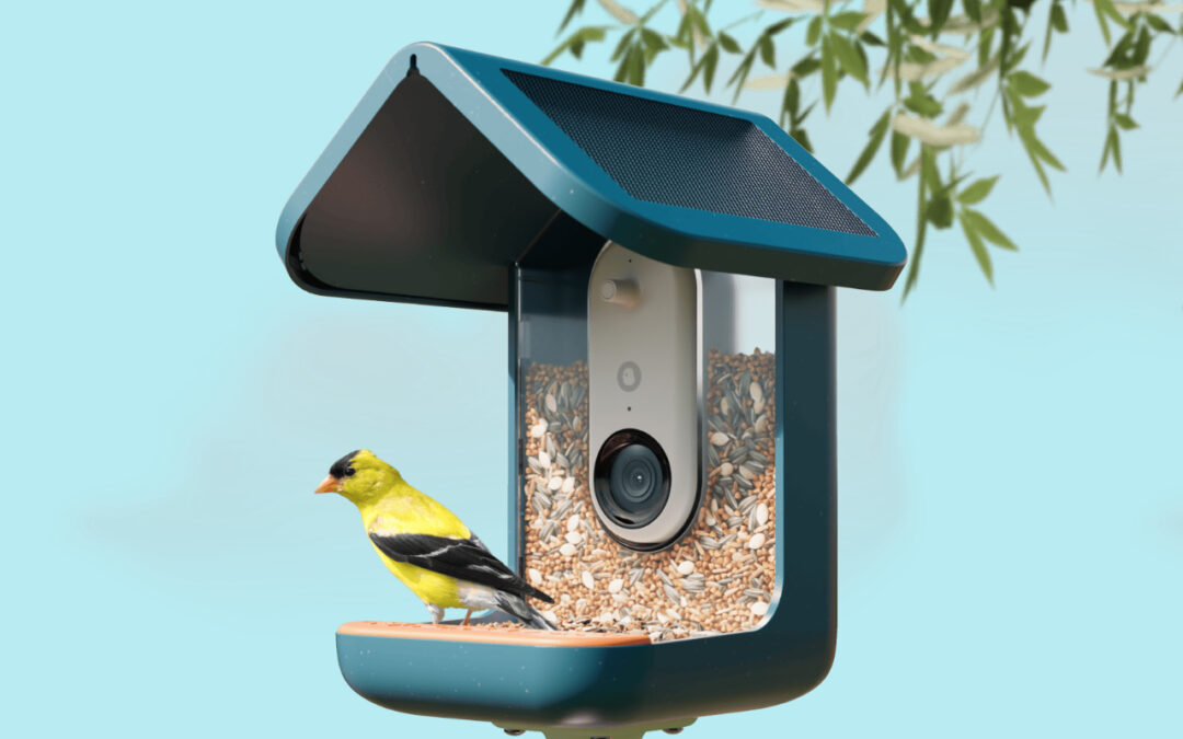 This video bird feeder is the surprise hit of Prime Day