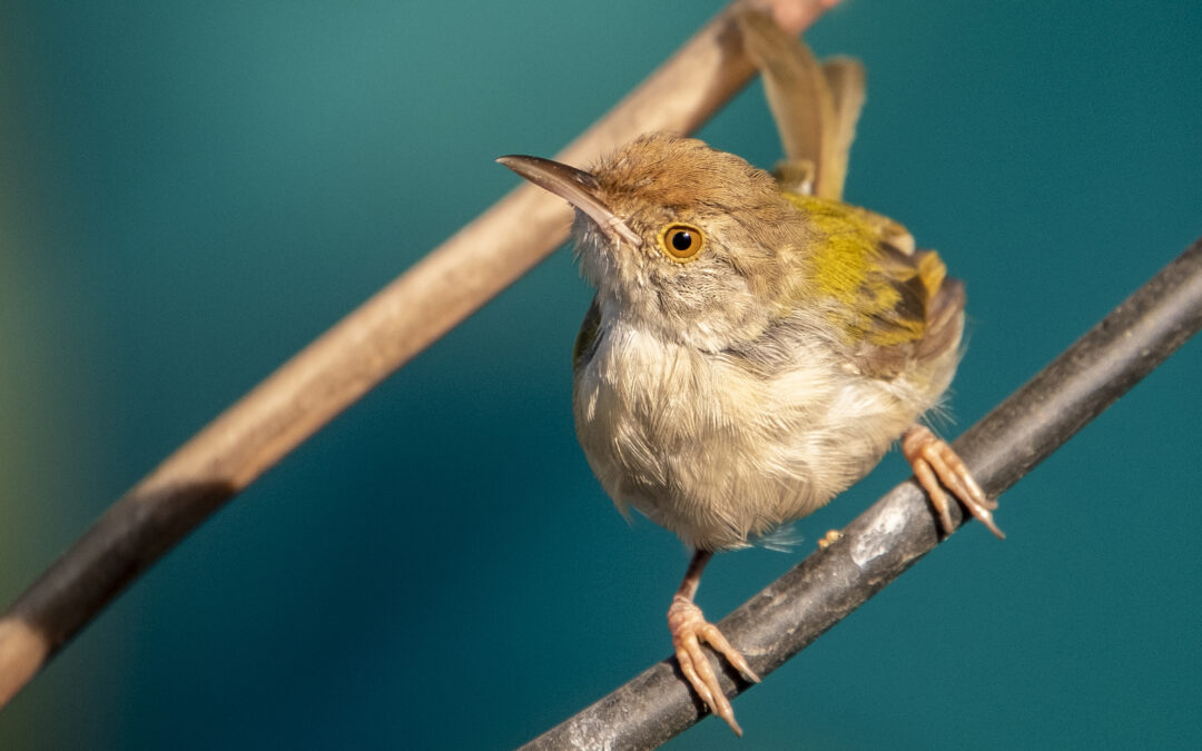 How does this bird know how to sew?