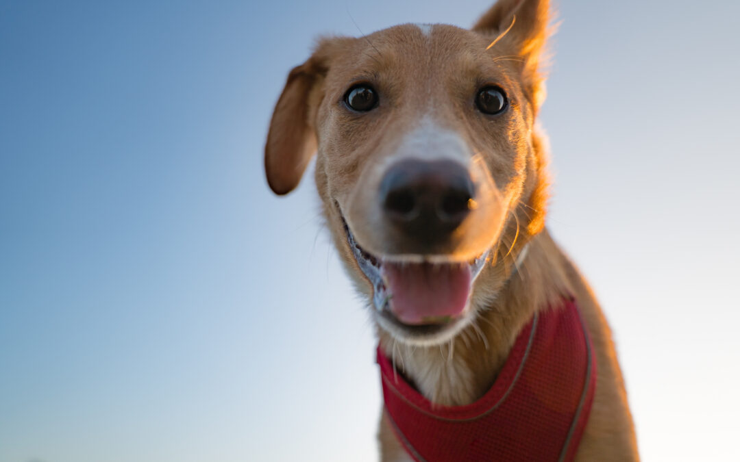 Can we ever understand our dogs?