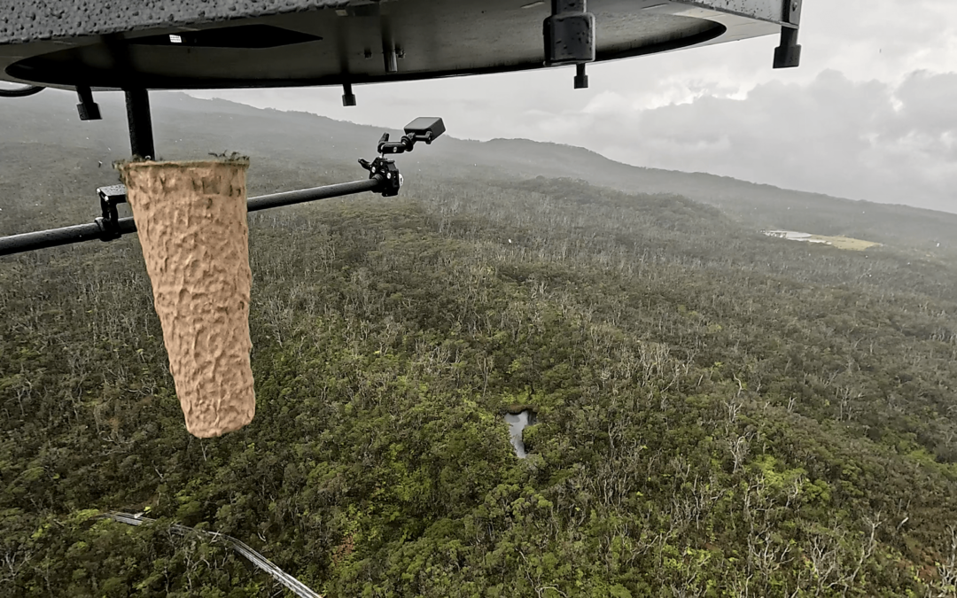 Scientists are dropping live mosquitoes out of drones in Hawaii. Here’s why.