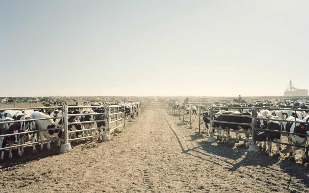 The brutal trade-off that will decide the future of food