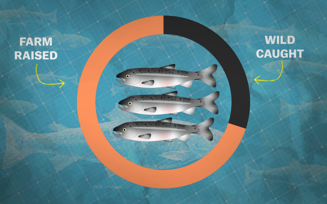 Should salmon farming be our future?