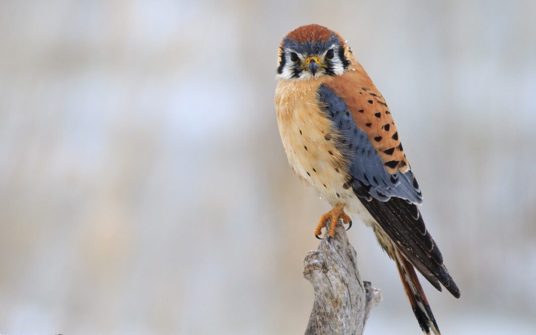 The fascinating link between cherry pie and this bird