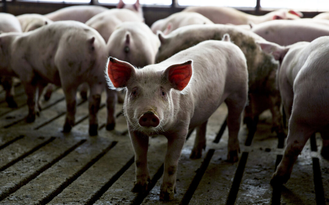 The alarming rise in antibiotic use by the meat industry