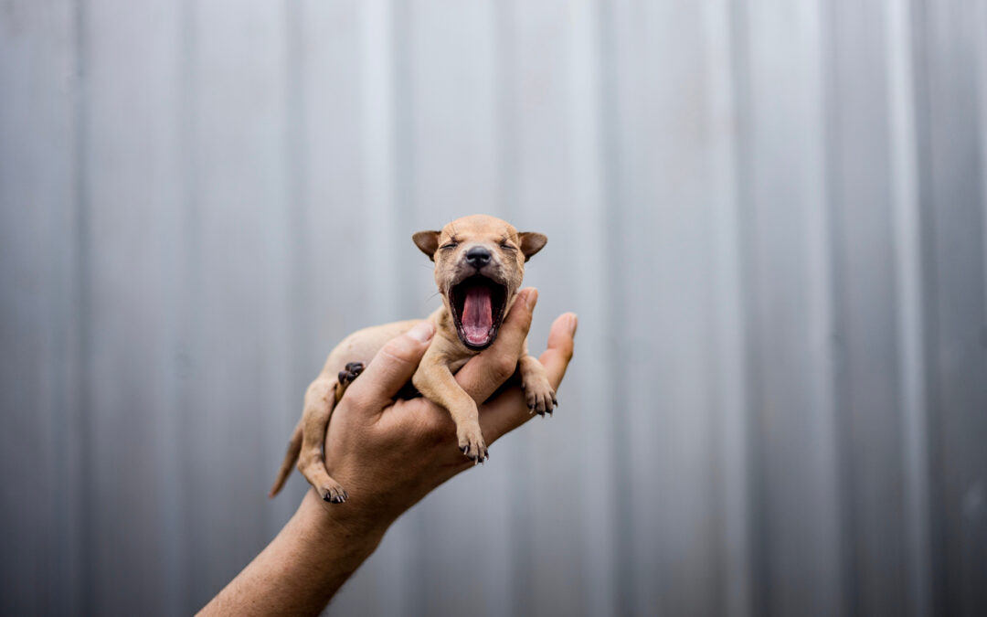 9 actually good things that happened to animals this year