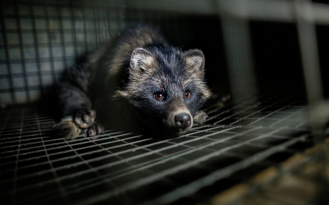 The end of fur just got a lot closer