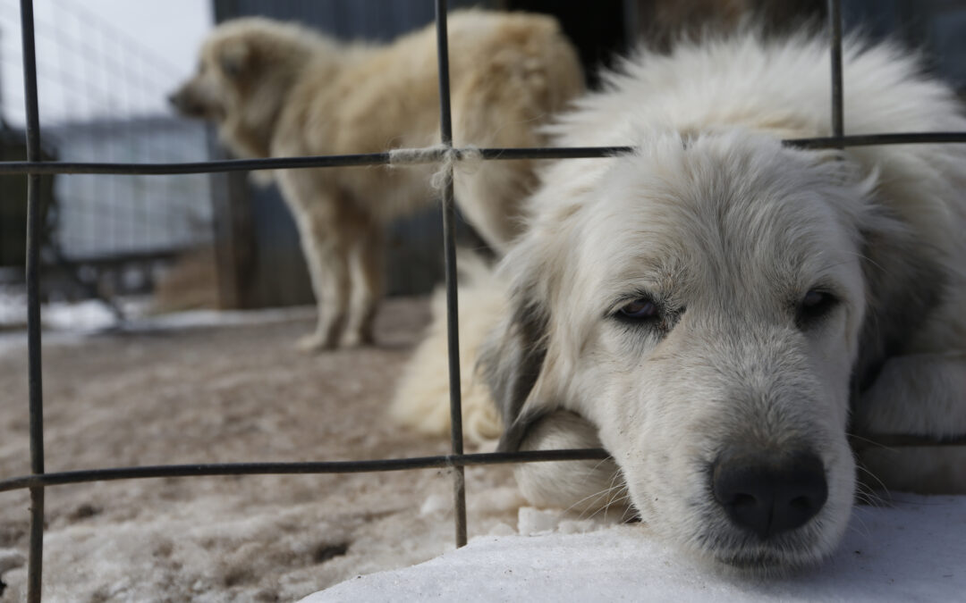 American voters support animal welfare — and MAGA is seizing on it