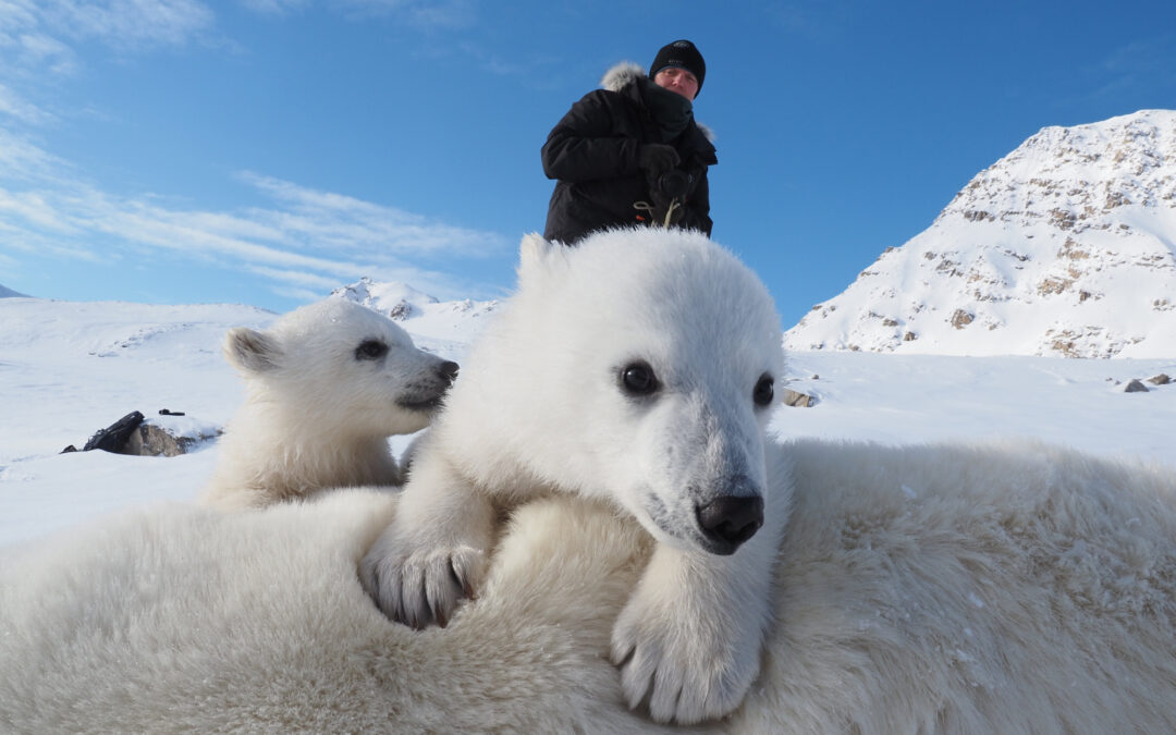 Something very unexpected is happening to Norway’s polar bears