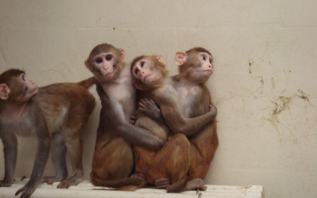Could lab monkeys soon become a thing of the past?