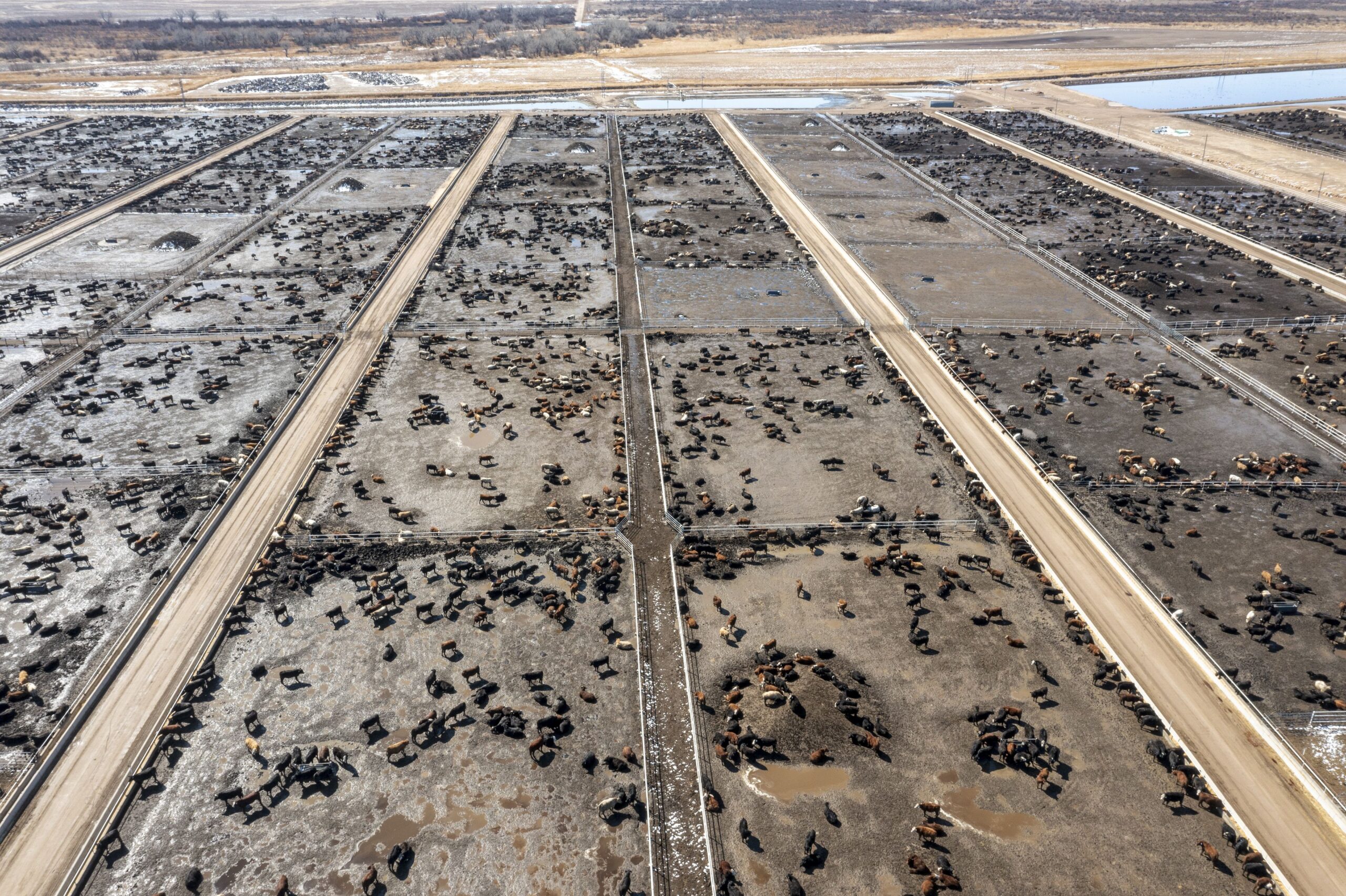 An aerial photo of a large, sprawling cattle feedlot. 