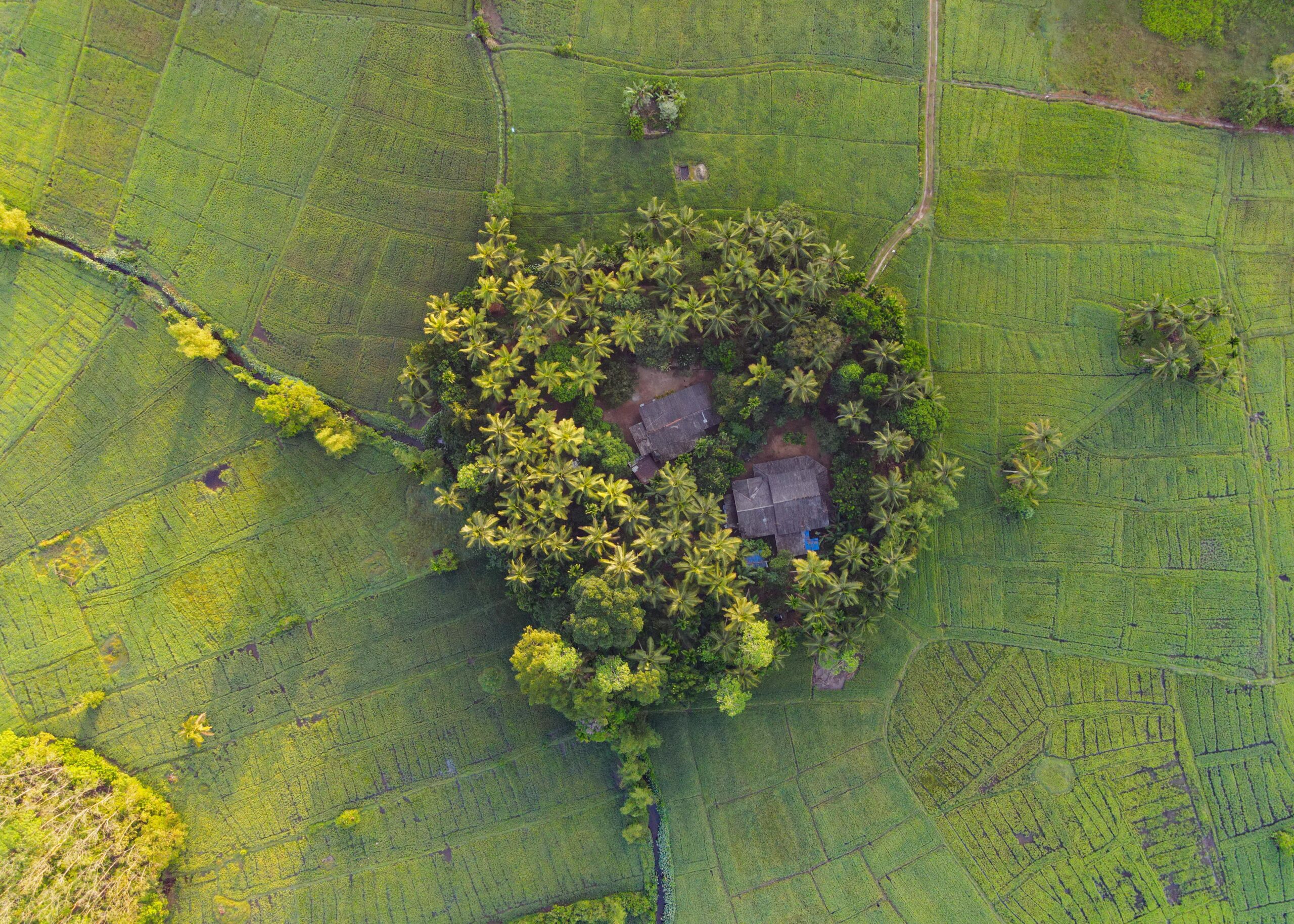 aerial view of rice fields aerial view of rice fields