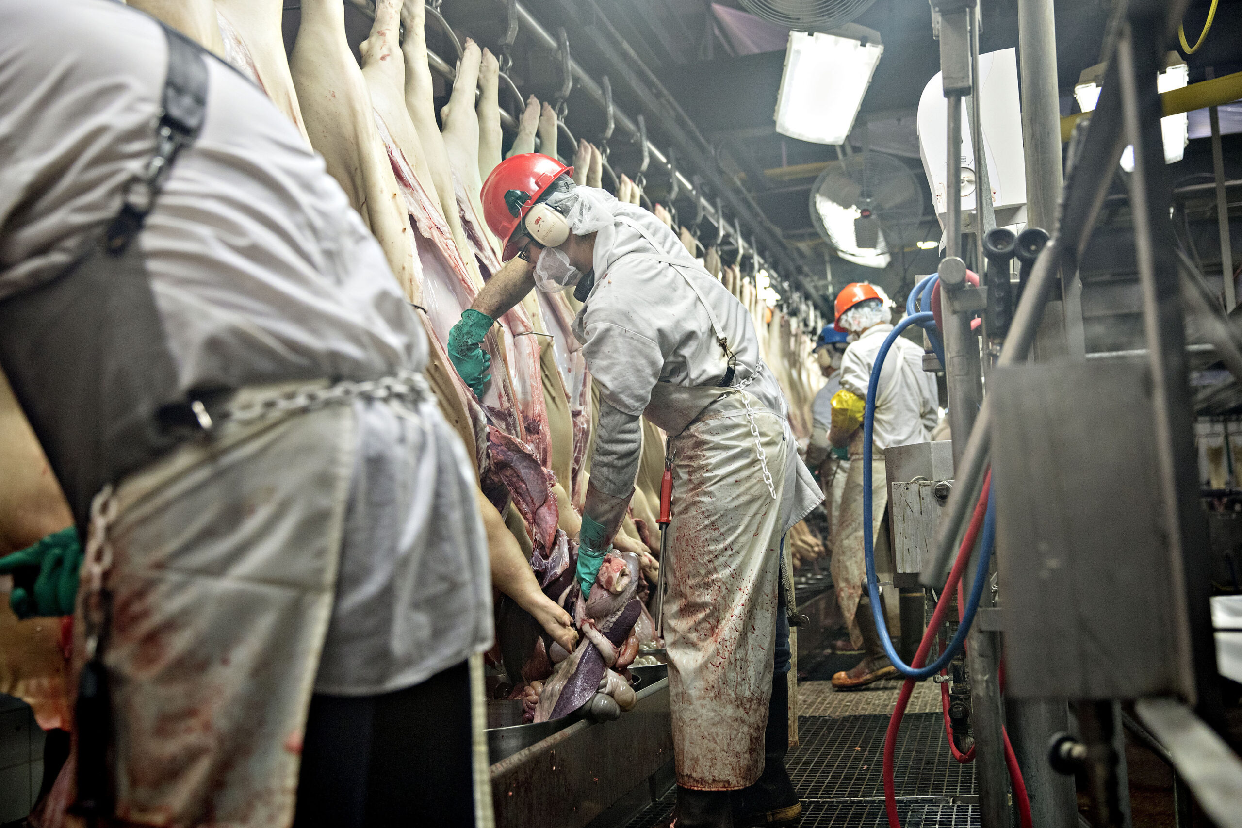 A few workers using knives to remove organs from dead pigs on a slaughter line. A few workers using knives to remove organs from dead pigs on a slaughter line.