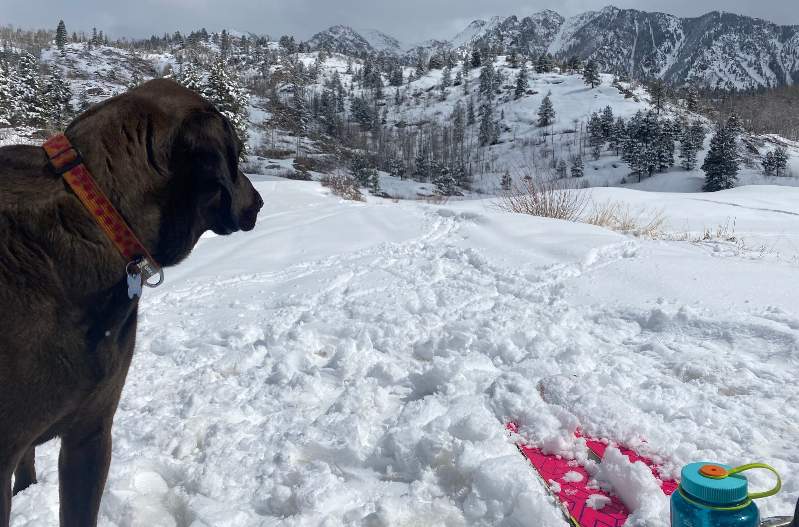 A dog overlooks a snowy plain
