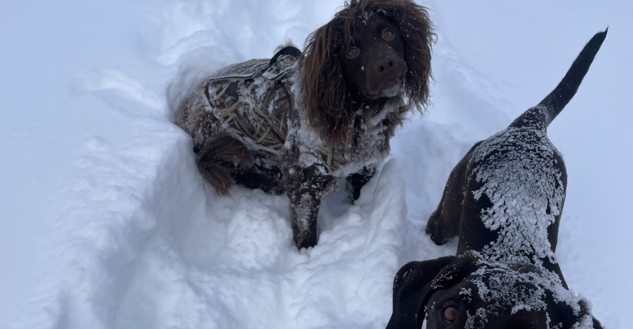 Two dogs in the snow