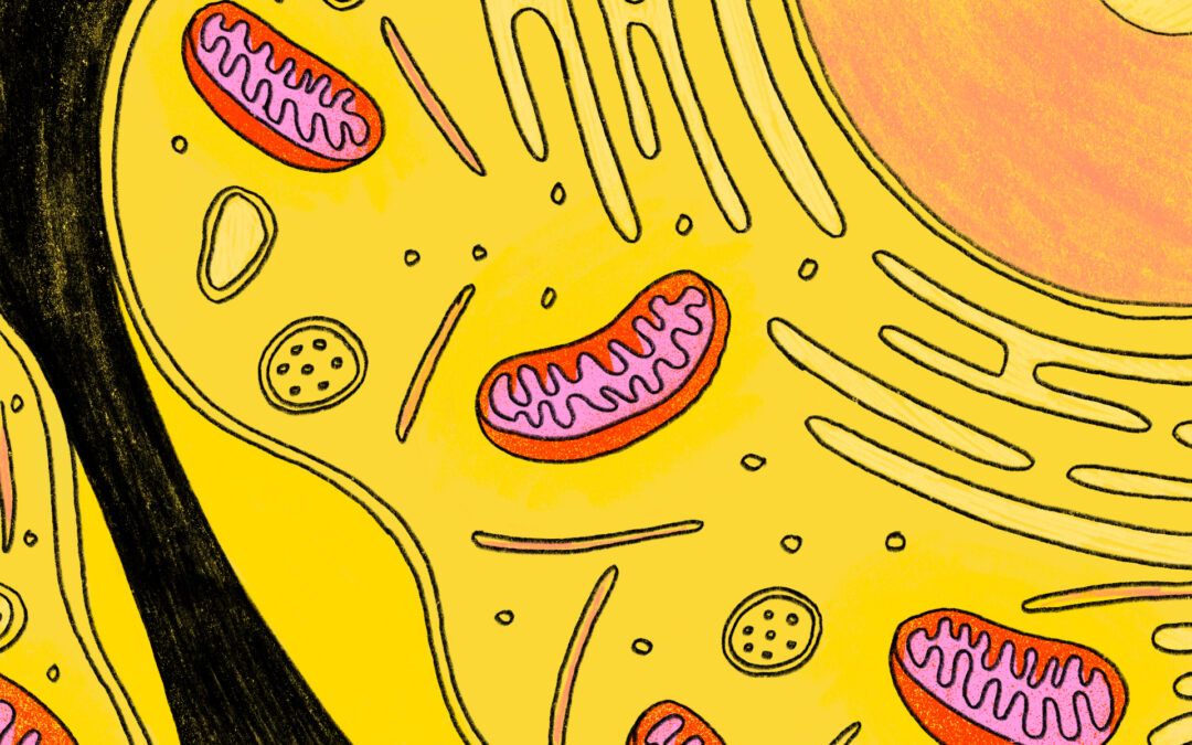 The next big thing in wellness is…mitochondria?