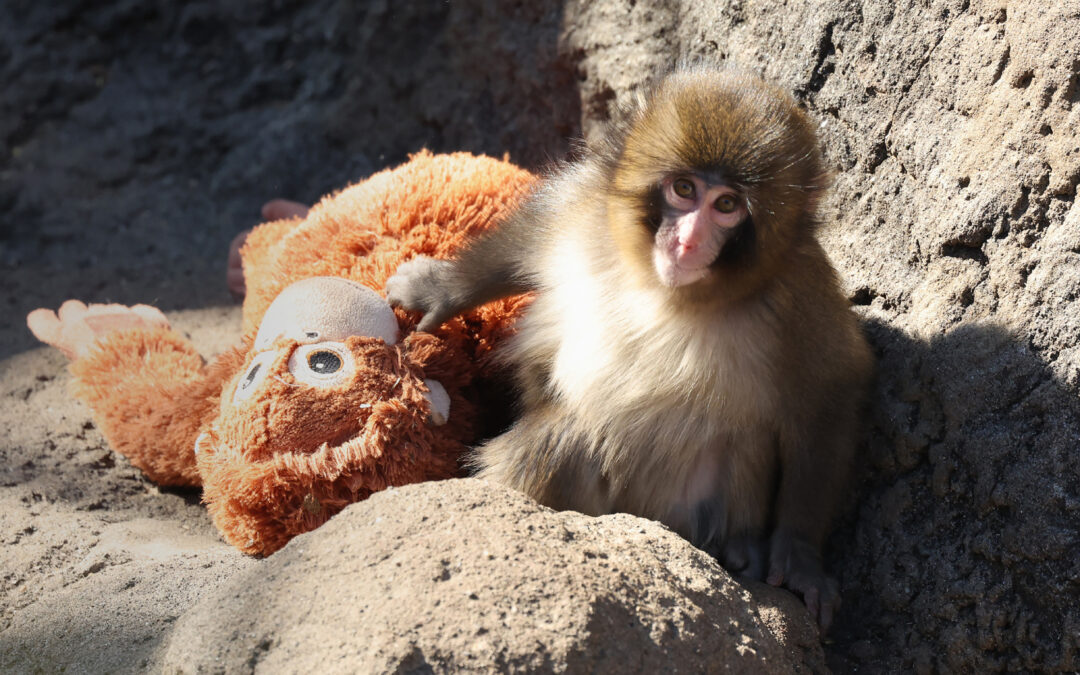 Punch the monkey needs more than your love