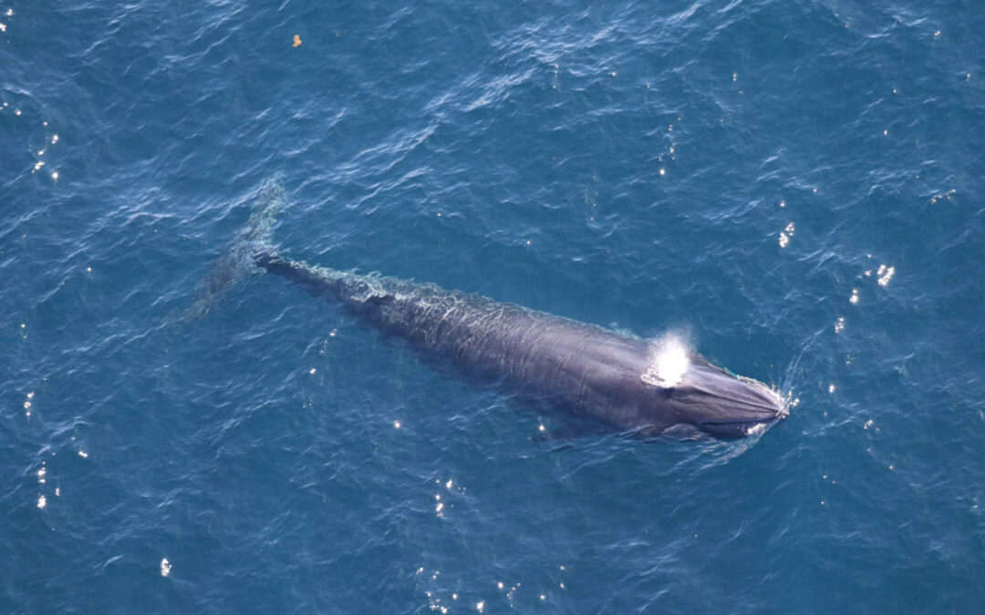 If these whales go extinct, we’ll know who to blame