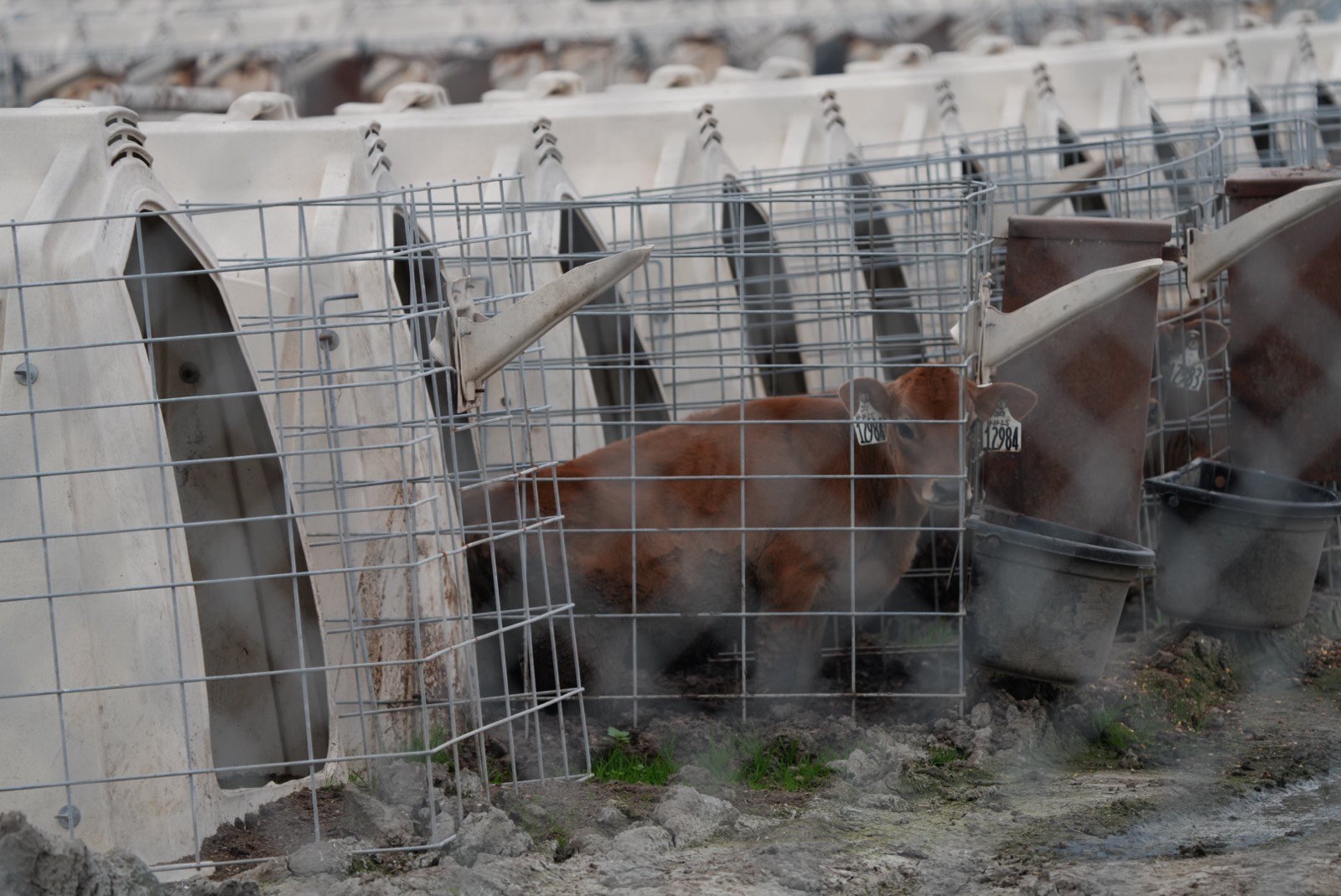 a red-brown calf with numbered tags on each of its ears stares directly at the viewer from a small crate in a long line of identical crates a red-brown calf with numbered tags on each of its ears stares directly at the viewer from a small crate in a long line of identical crates