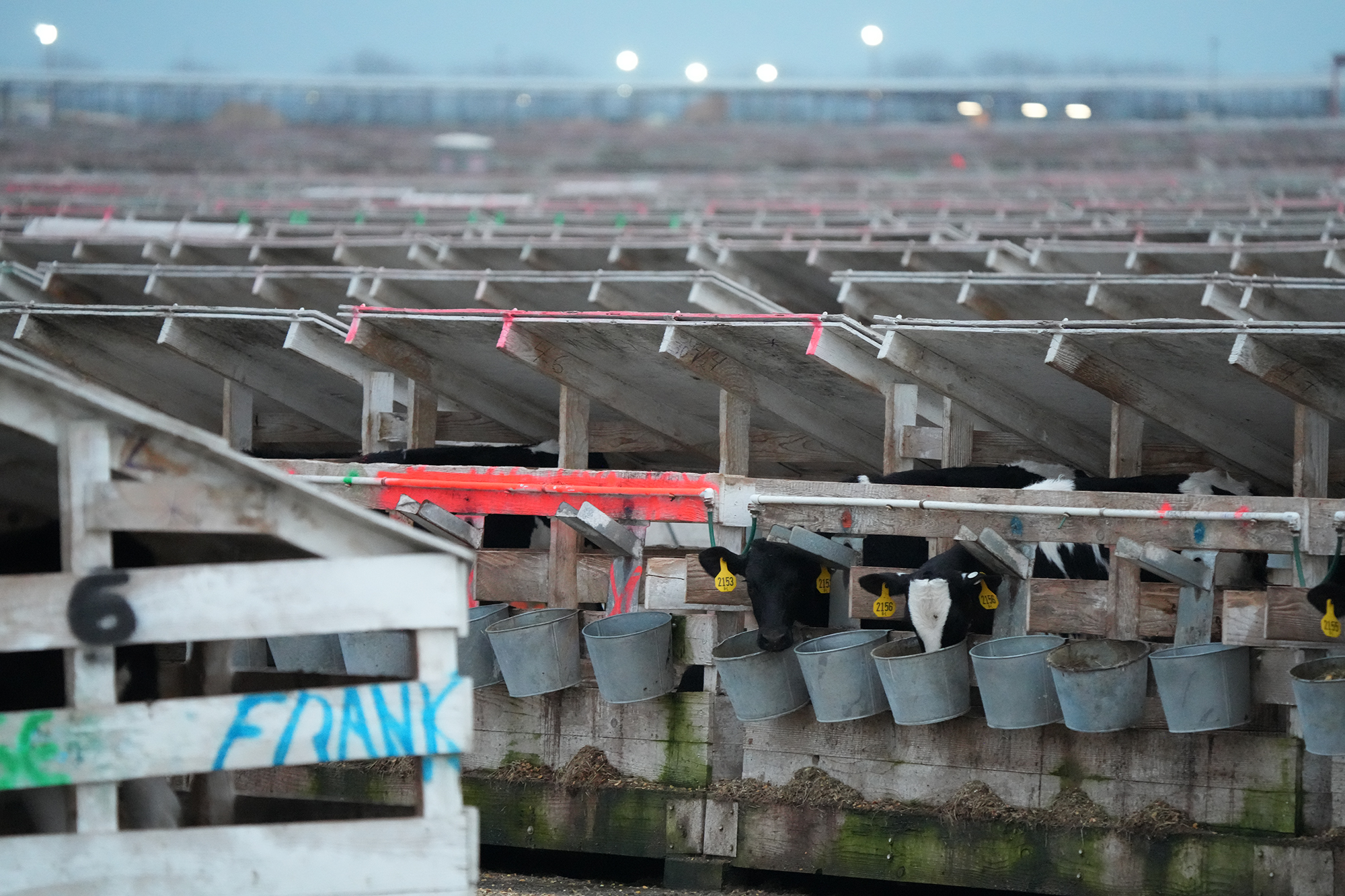 Rows of individual calf stalls stretch into the distance, with black-and-white calves wearing yellow ear tags drinking from metal buckets hung on the front rails. Rows of individual calf stalls stretch into the distance, with black-and-white calves wearing yellow ear tags drinking from metal buckets hung on the front rails.