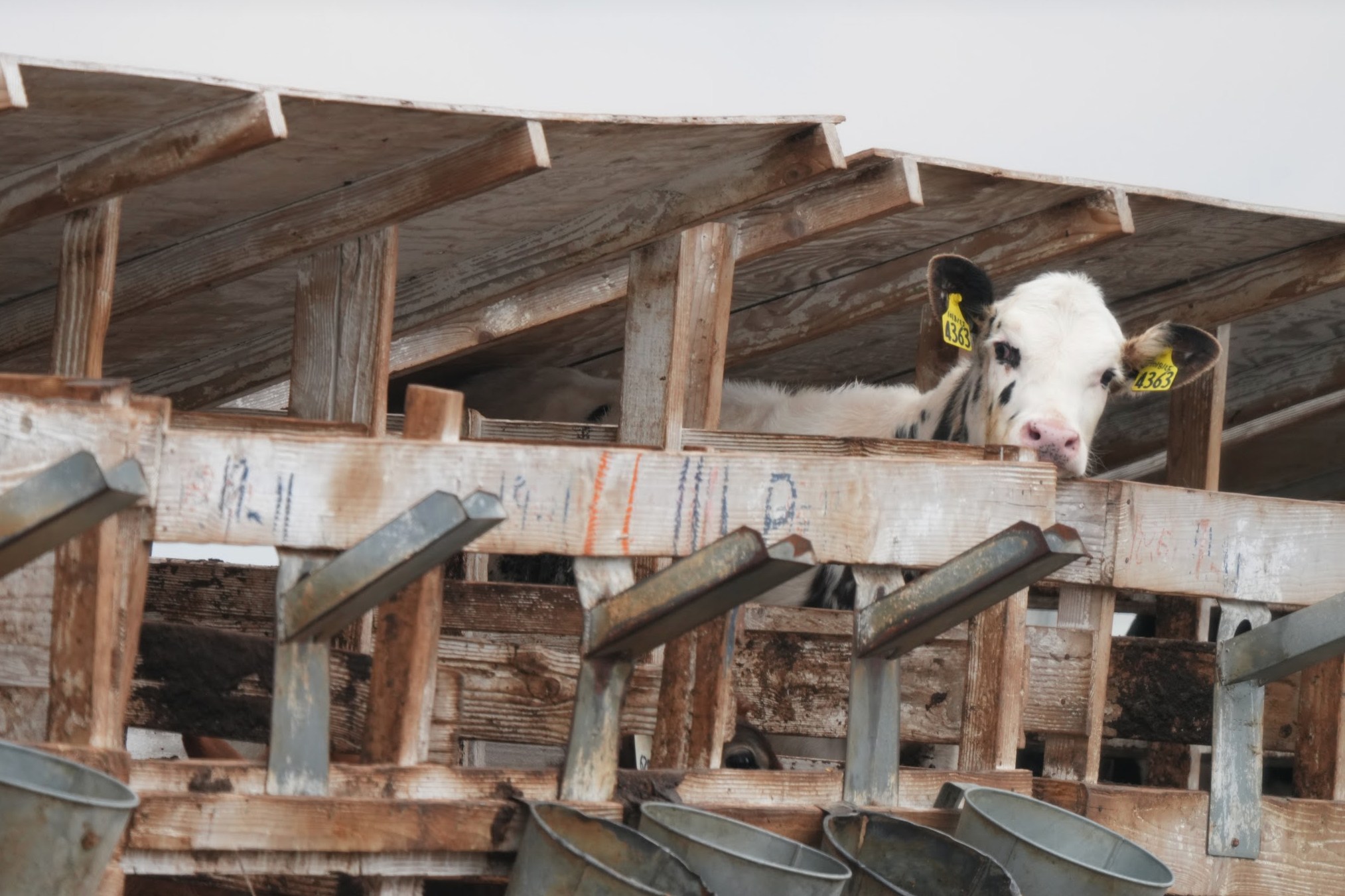 a single white cow with black spots and yellow ear tags looks out from a confined wooden enclosure a single white cow with black spots and yellow ear tags looks out from a confined wooden enclosure