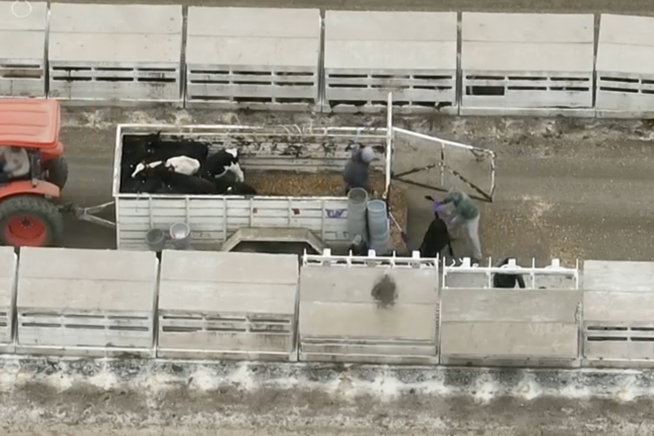 calves being placed into their wooden “apartments.” one is being pulled by its tail to direct it into a stall calves being placed into their wooden “apartments.” one is being pulled by its tail to direct it into a stall