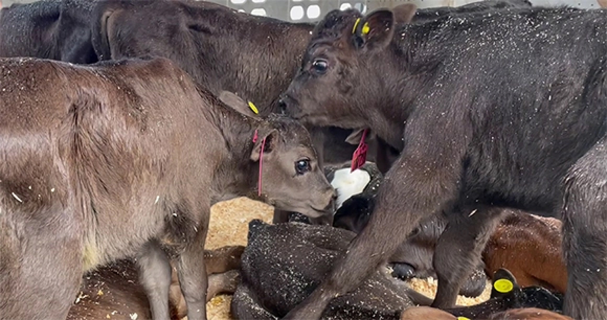 Crowded young calves with yellow ear tags stand shoulder-to-shoulder on straw inside a livestock transport truck, one nuzzling another. Crowded young calves with yellow ear tags stand shoulder-to-shoulder on straw inside a livestock transport truck, one nuzzling another.