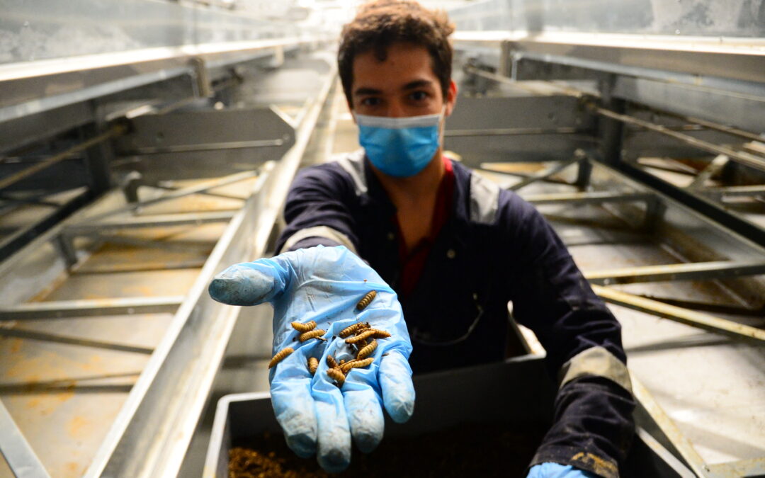Bugs were supposed to be the future of food. Now, the insect farming industry is collapsing. 