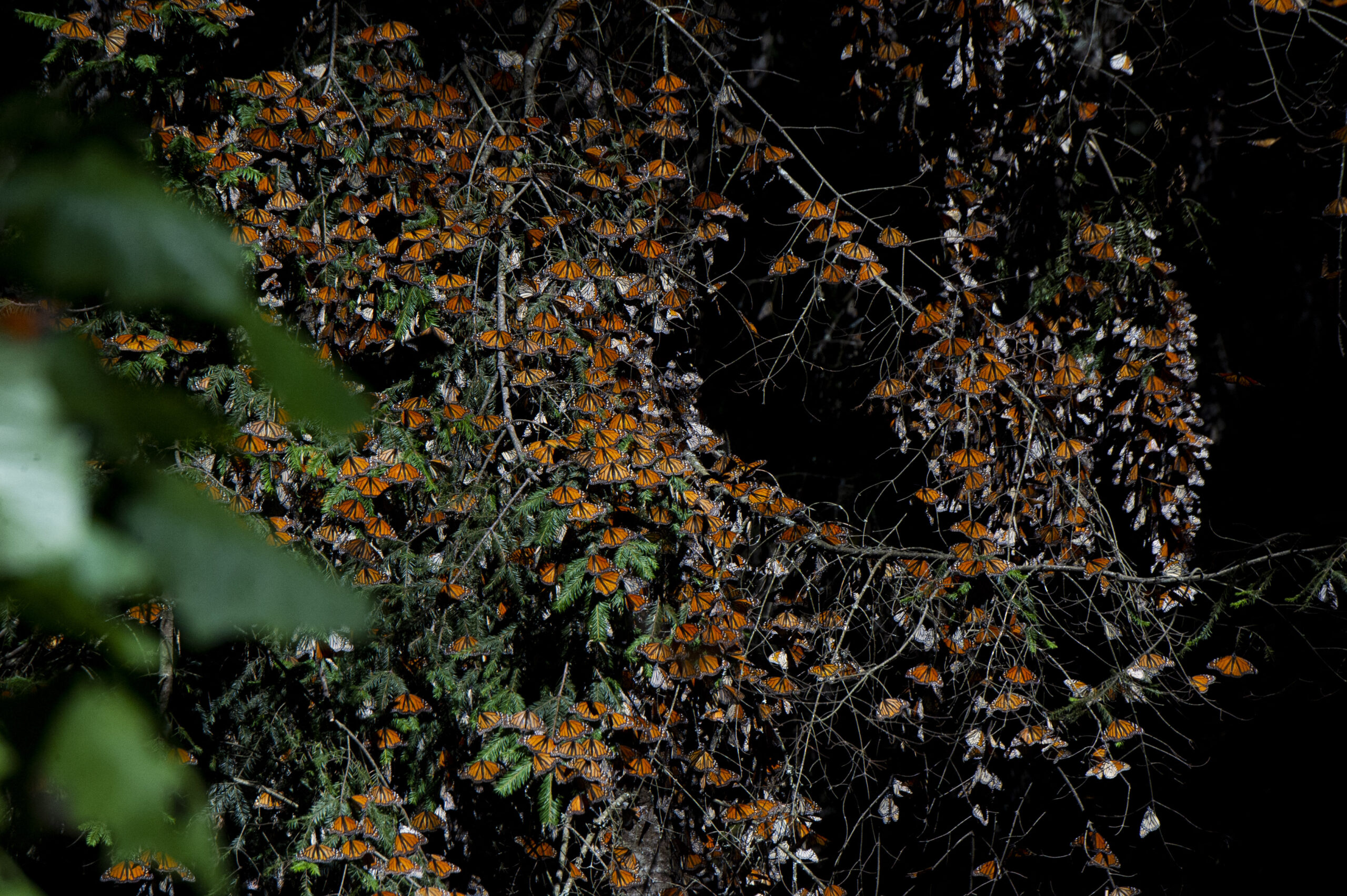Tons of monarch butterflies aggregate on oyamel fir trees